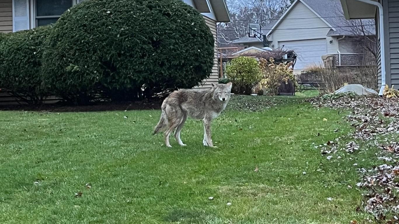 Coyotes Spotted on Madison’s West Side