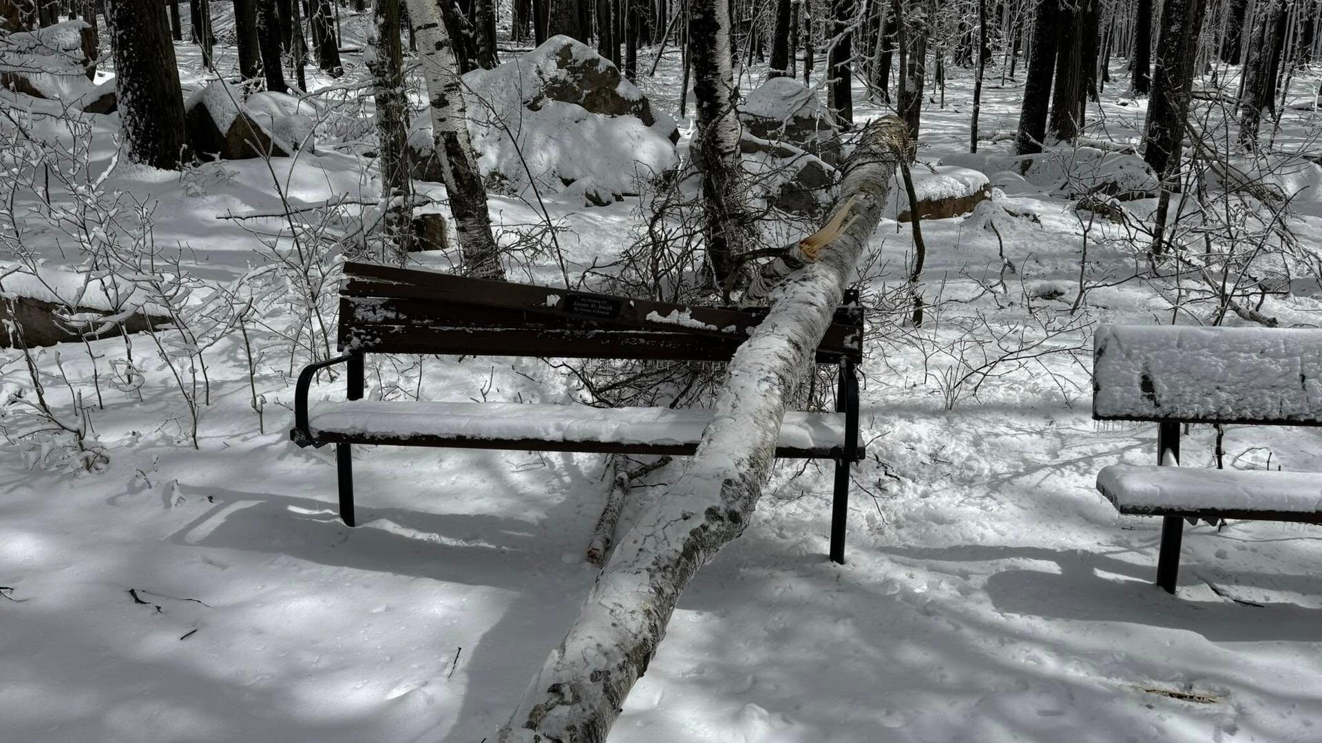 Trees Tumble on Rib Mountain State Park and Granite Peak Ski Hill