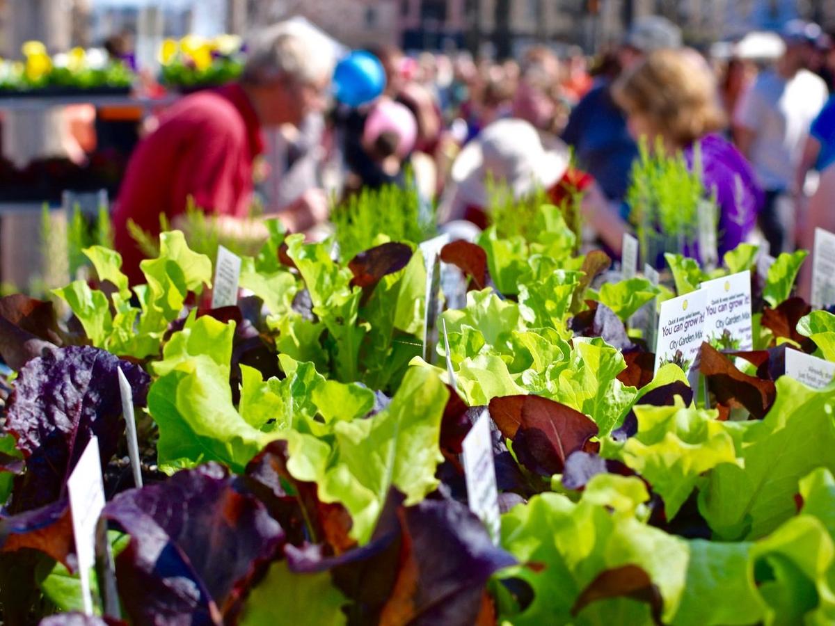 Dane County Farmer's Market