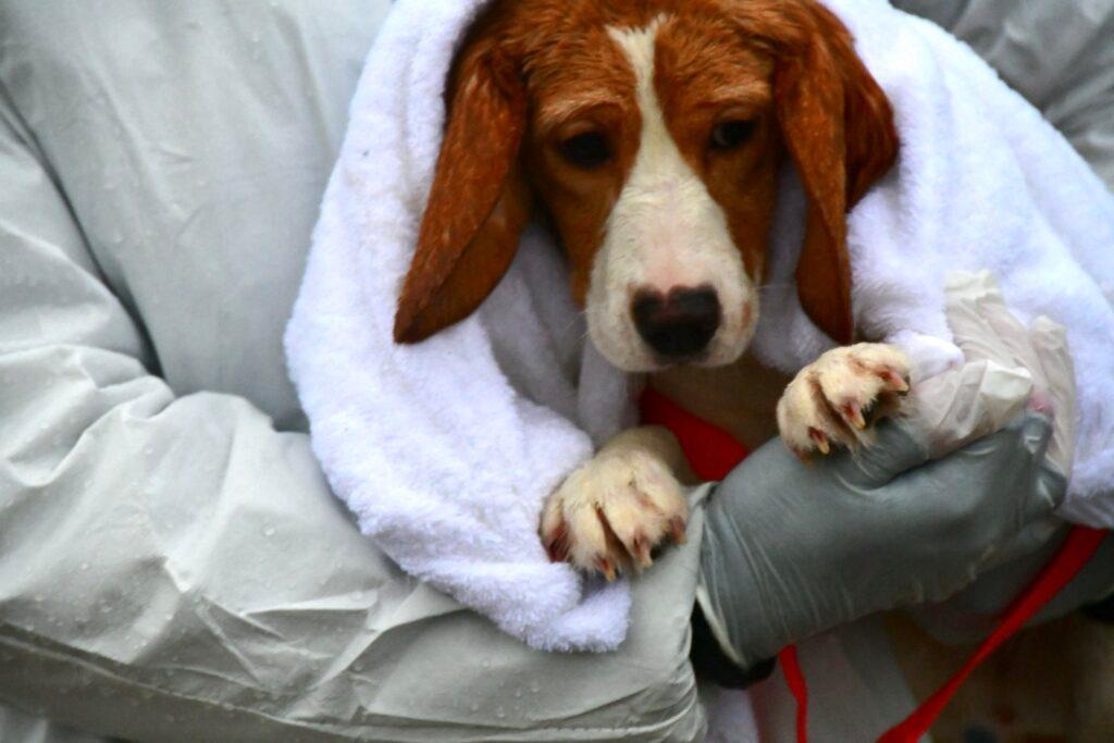 Tensions rise as activists, police prepare for second rescue of beagles from Dane County facility