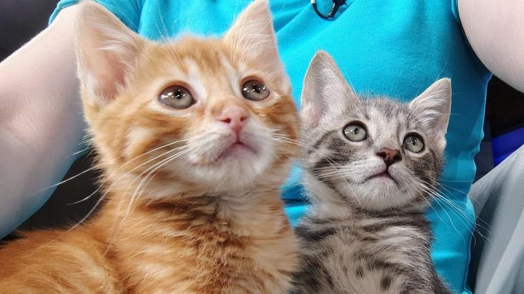 Dane County Humane Society says they’ll run out of cash to care for animals in August without more money from local government